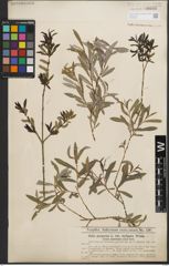 Foto von Salix purpurea L.